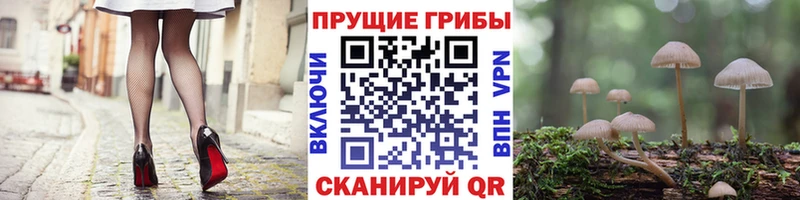 Галлюциногенные грибы Psilocybine cubensis Камбарка